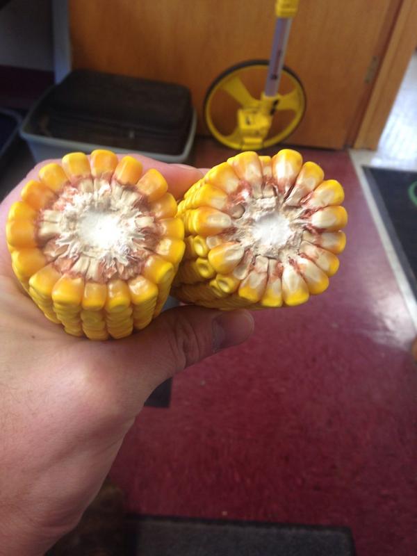 SeedCommanderRT's tweet photo. DKC 38-04 looking great in maple lake, MN!! #yieldcatcherchallenge #dekalb http://t.co/wUlwvCm1kg