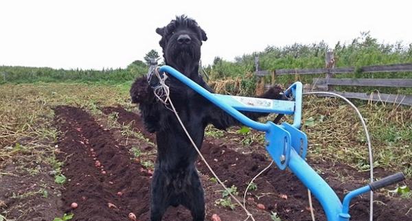 A3Noticias's tweet photo. Conoce en 'Esto no es Noticia' a Lemon, el perro que ayuda a su dueño trabajando en la granja http://t.co/eywy4zdIBp http://t.co/bEq2gKAGP9
