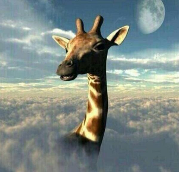 RVCPRO's tweet photo. Giraffe saying High! #justbecause #HighSeattle #HighTacoma #rvcpro #staystoned. http://t.co/eWrl91Jpw9