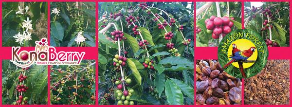 AmazonForestInc's tweet photo. Our visit to Kona, Hawaii. Inquire today about Hawaii's Powerful Antioxidant!!! http://t.co/S6uyix7Q0p