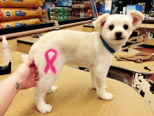 TMAPE7's tweet photo. We love Baby! Her mom is now cancer free!!! @arimaceAFLM @groomer528 @JulzLawrence #inspiredbypets #petexpressions http://t.co/qJUbODjSXp