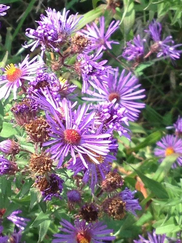 JennYach's tweet image. I&apos;m going to miss spring :( #FallProblems