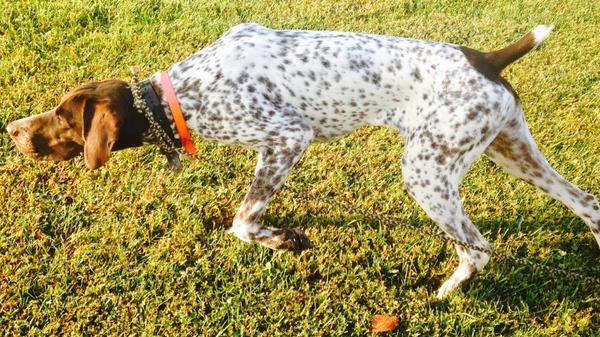 josh_gumm10's tweet photo. @sportingdogtv My German Shorthair "Fenway" is ready for opening day in Kentucky in just under a month! http://t.co/KgvxiIj3Dl