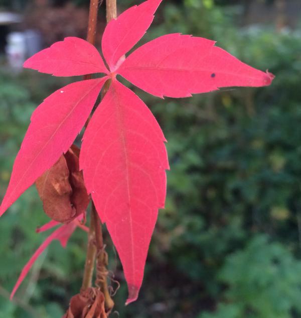 Neon Leaf dancing in the garden to the music of the Sun's light #motherearth #connectedtosource #gratitude #inlove