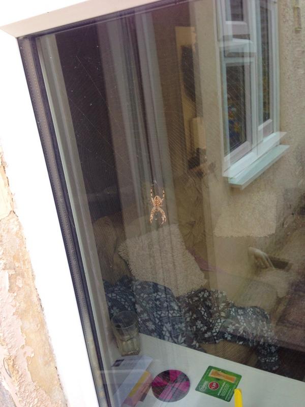 EmilyJesson's tweet photo. @phoebejesson oh my lord http://t.co/56X5oWgbA3