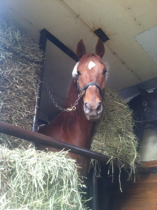 SamCanTweet's tweet image. Look at all this hay!!! I want to got to the #morgangrandnationals everyday! #nomnom #forage