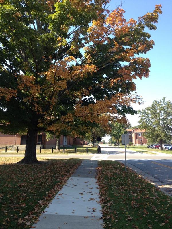 It's starting to look like #fall on #FortKnox!