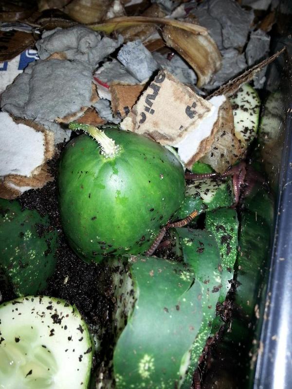 bryanurbanag's tweet photo. Diving into vermiculture at Bryan #wegotworms http://t.co/omOOwRbtwz