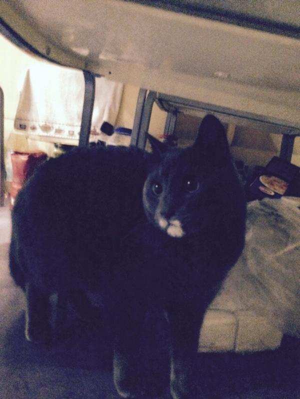 Valdiacho's tweet image. Cocaine bitches!!!!