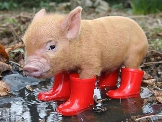 UmmItsJohn's tweet photo. Zuckerman's famous pig! @OkItsJane #happyfarmanimalday #wilbur #boots http://t.co/OUd6YTdPVb
