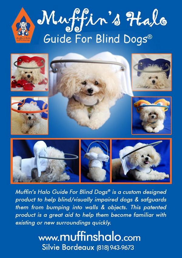 muffinshalo's tweet photo. RT Thank u @dailyplanetshow &amp;  @DiscoveryCanada 4 naming Muffin's Halo For #Blinddogs as Top 10 Inventions for pets! http://t.co/2F6GjAybwH