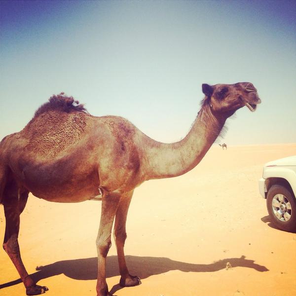 البل معا بعض العرب مالهاشان 
ولالها عند المساكين قيمة
امنول تاتي بضربٍ ودخان
واليوم تاتي عقب ضحك وعزيمة
صالح الضباب