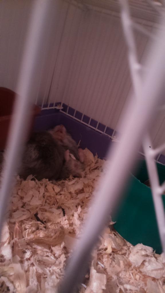 Leticia2593's tweet photo. Qué bonitas nuestras hijas durmiendo (L) @IsaMarti7 @ana_agudo793 @IreneLLorente8 http://t.co/jt1TwP4tH5