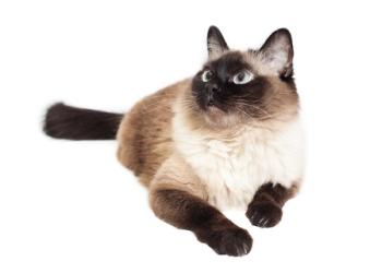 PetsBest's tweet image. Learn more about the beautiful Balinese cat! bit.ly/BalineseCB #Balinese #cats #breedguide