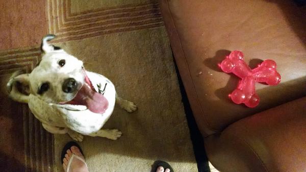 They're finally here! Introducing #PlayStrong rubber #dog toys: youtu.be/Bxg1Kg8_dGE