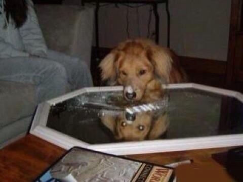 BeauBeagle02's tweet photo. My mate Charlie doesnt give a fuck!! #fundaythursday http://t.co/Z73C96Vil4