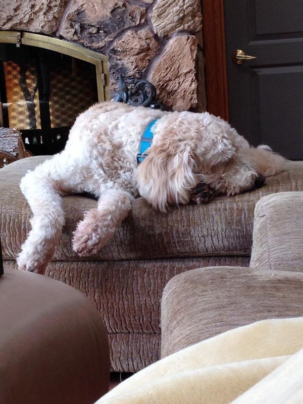 kheyens's tweet photo. Cutest puppy ever http://t.co/xKsNRYoU2O