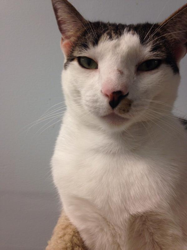 v3ganbitch's tweet photo. tell me this cat doesn't look like hitler #adolfkitler http://t.co/6fSvmvQ8Mm