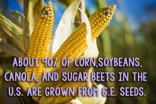 RobiandRoISF's tweet photo. 5 Stats That You Need to Know About GMOs http://t.co/260dHFLBvv via @TakePart 
#ISF   #ISFamily http://t.co/5jd3hZ4Tn1