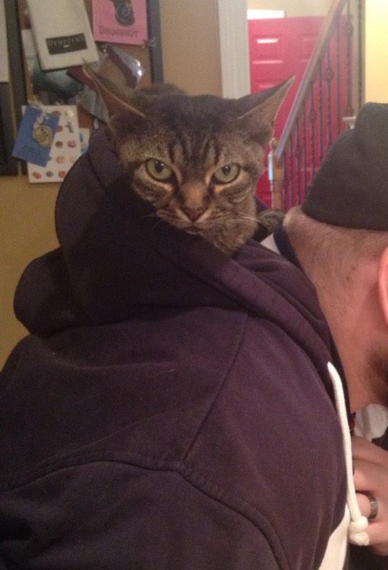 FuppaCats's tweet photo. #Solly hanging in #Fuppa dad's hood http://t.co/eCziBjrKOw