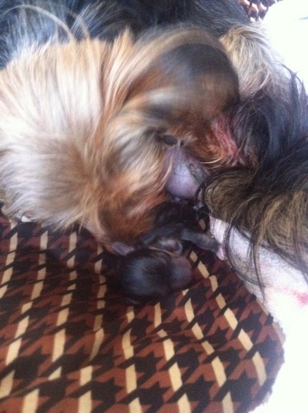_Hannah_Cundy_'s tweet photo. #LivePost #DogBirth 🙊🙈😍😍🐶 http://t.co/ZRyiRsnWcc