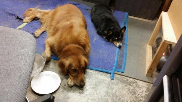 elicia_barstow's tweet image. @WFTDAlive #talk2wftda Maggie (left) and Buela (right) are tired of the cats #dogsofwftda #dogsrulecatsdrool