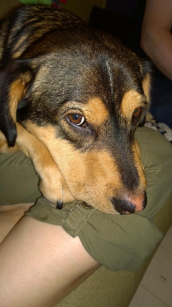 JammertheCat's tweet image. This is my friend Arthur C Bark, our league reporter. #talk2wftda #catsofwftda #dogsofwftda #creaturesofflftda