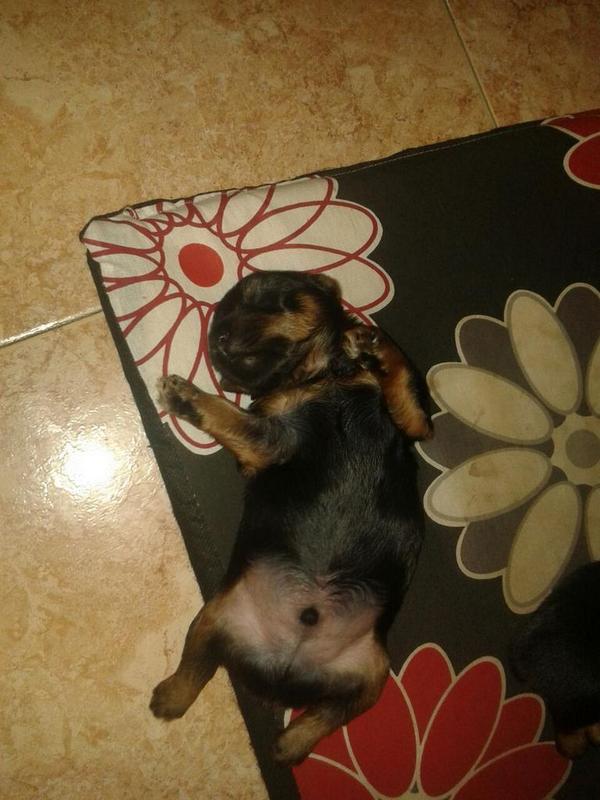 nac90ct's tweet photo. Holaa soy un primorr !! http://t.co/UXbhkkuWl4