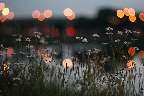 paw_space's tweet photo. "A porcelain moon a darkened field and fireflies over head. You're beside me, and we count the stars"~Ocean http://t.co/gCZG1nEkeg