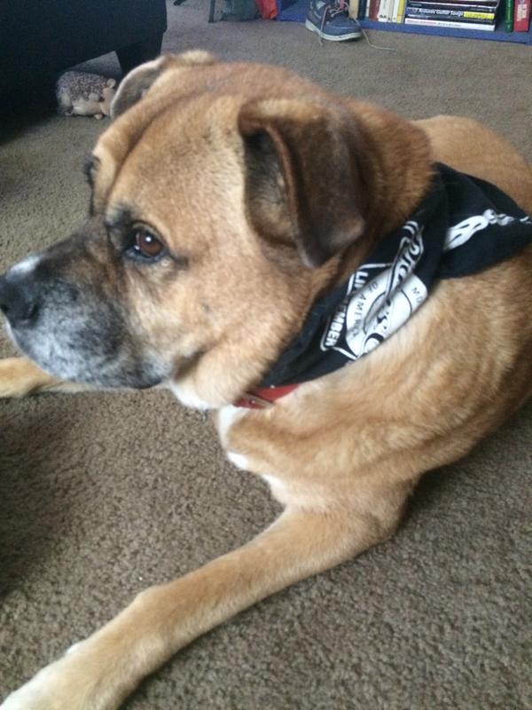 robbert13's tweet image. SugarRay dressed up 😄