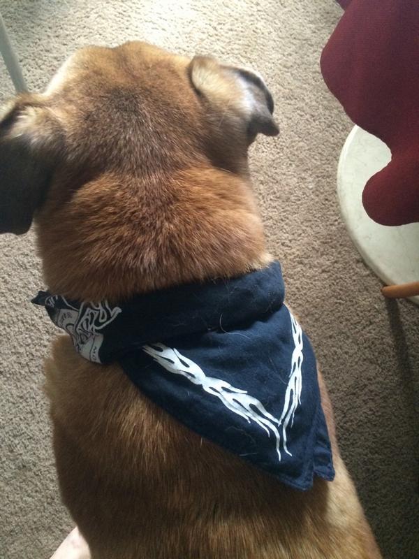 robbert13's tweet image. SugarRay dressed up 😄