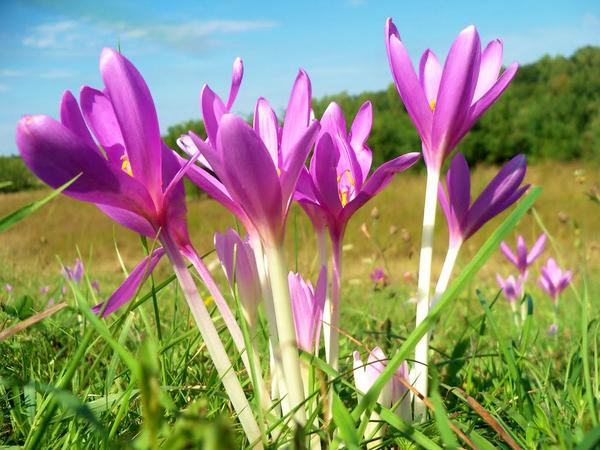 花 9月21日の花 コルチカム 花言葉 悔いなき青春 別名 イヌサフラン アヤメ科のサフランとは全く別のもの 有毒植物だが 痛風薬としても販売 されている 葉がなく花だけ露出していることから ヨーロッパでは 裸の貴婦人 と呼ばれている Http 花 9月21日の花 コルチカム 花言葉 悔いなき青春 別名 イヌサフラン アヤメ科のサフランとは全く別のもの 有毒植物だが 痛風薬としても販売 されている 葉がなく花だけ露出していることから ヨーロッパでは 裸の貴婦人 と呼ばれている Http