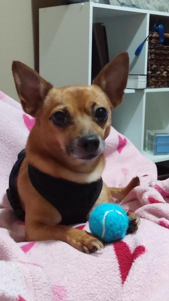 #chihuahua