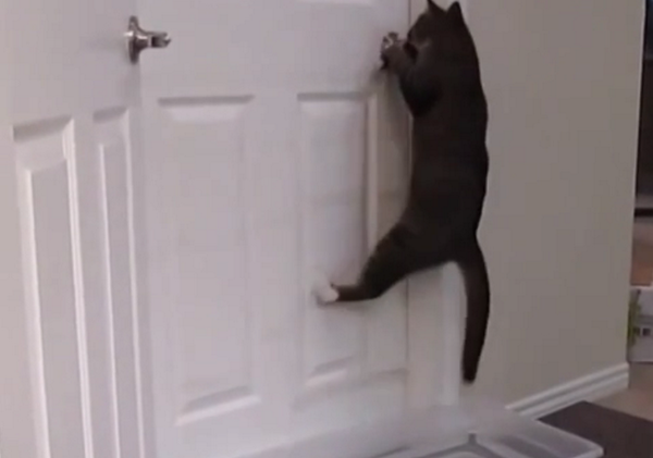 cat opens door
