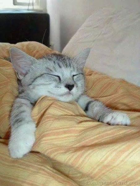 babykitten's tweet photo. Good night friends. :) http://t.co/nCHQ1s6wjN