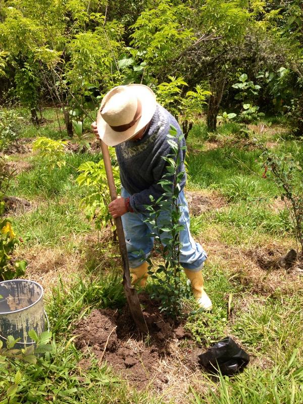 KirstyLewin's tweet photo. The day after the #indyref results we are planting native trees in beautiful Rogitama, Boyacá #Colombia http://t.co/Rxuv0xic5c