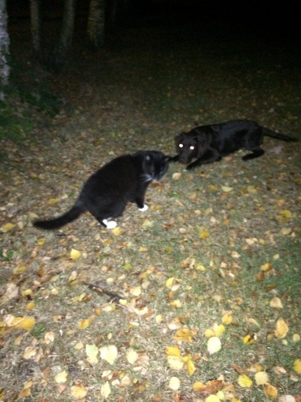 xxberber's tweet photo. Gezellig nachtje gehad in Emmen, nu nog even wandelen met mn schatjes😃👍 http://t.co/sYAGo9uRYV