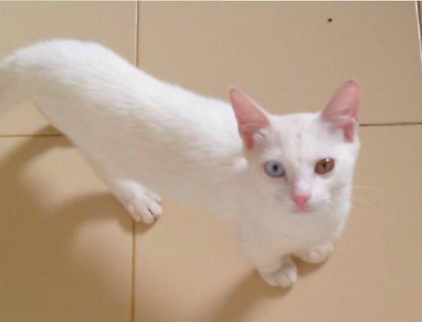 LoveCatOfficial's tweet photo. Beberapa minggu yang lalu mimin sempat mengadopsi kitten ini, tapi tidak bertahan lama akhirnya kucing ini hilang :( http://t.co/CAvfP9Cftz