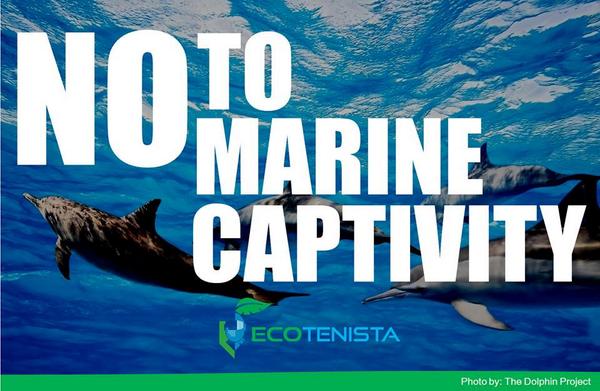 AdduEcotenista's tweet photo. Everyone deserves to be free and happy, no to marine captivity! 

#OceanWeek2014 #SaveDavaoGulf http://t.co/lstUh9UWFm