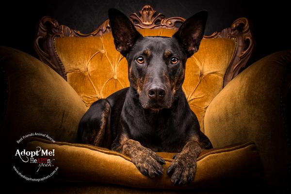 TheDogPhotog's tweet photo. Awesome guy from a shoot yesterday. http://t.co/qxhLj5Ld9E