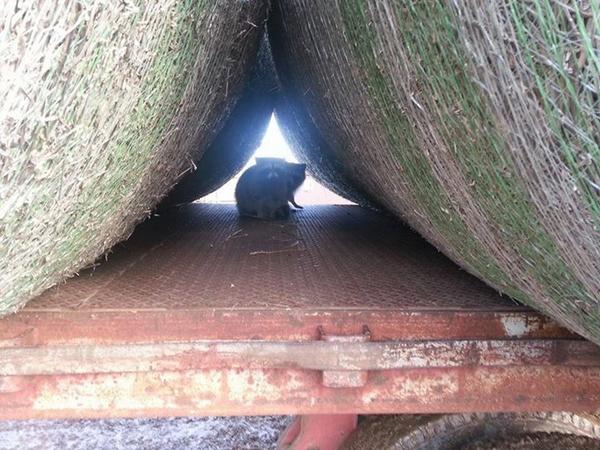 TamagroupUK's tweet photo. Our pic(k) of the week: Raccoons under cover(edge). #balenet #coveredge http://t.co/InFTwOsdWT