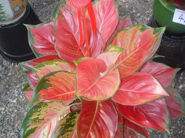 himagroUNPAD's tweet photo. tanaman hias aglaonema yang memiliki keindahan pada daunnya. Sumber gambar : http://t.co/Uls59LR7pO #infobravo http://t.co/ZW059UJs1L