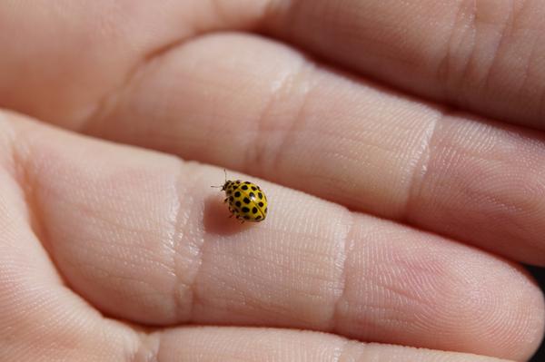 RT <a href="/faunapool/">faunavoice</a>: Why do #Ladybugs have Spots? ow.ly/BJsCi