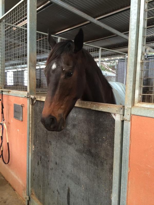samaready's tweet photo. A Date Set with All Too Hard..... Great Career, thanks @MickPriceRacing @VineryStud http://t.co/5NtAdPTSqJ”