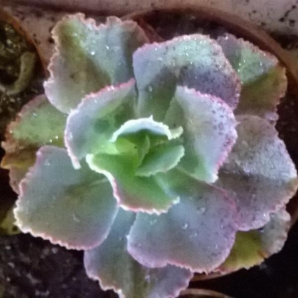 JustLetBrooklyn's tweet image. Great #plants for shade &amp;amp; sun areas. Use #echiveria #rockroses to beautify your small garden!