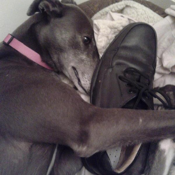 Grace #greyhound loves her #hushpuppies