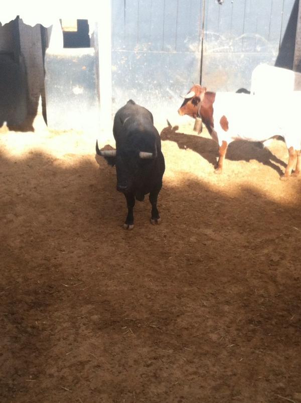 Masquecuernos's tweet photo. Domingo de toros http://t.co/3NYo0FH949