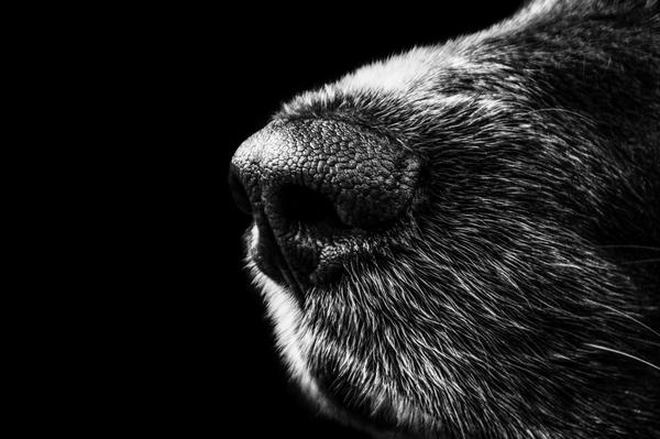 RT <a href="/faunapool/">faunavoice</a>: How much better can a #dog #smell than a #human?