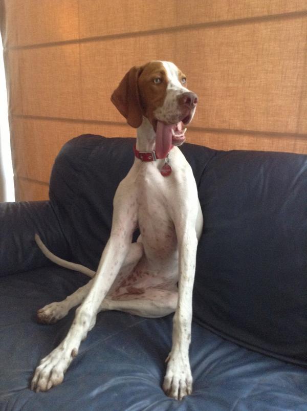 biancojulia03's tweet image. Buddy xx