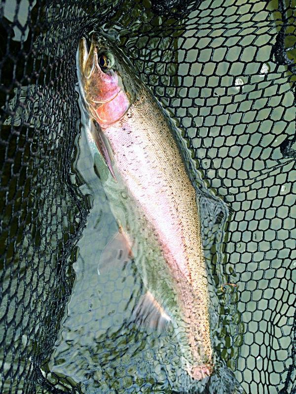 FeversFlavor's tweet photo. Inch for inch no bows fight like Delaware river bows - burned line off the reel. #flyfishing #catchandreleaae http://t.co/VOi1DM3MIZ